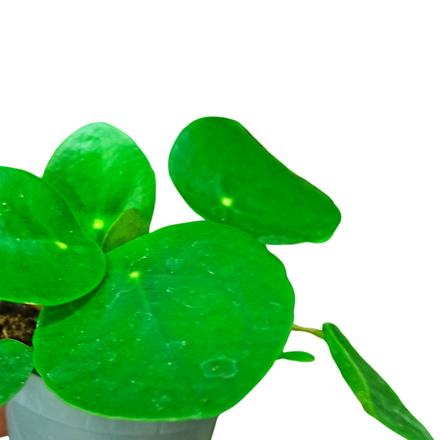 Pilea peperomioides C0,6