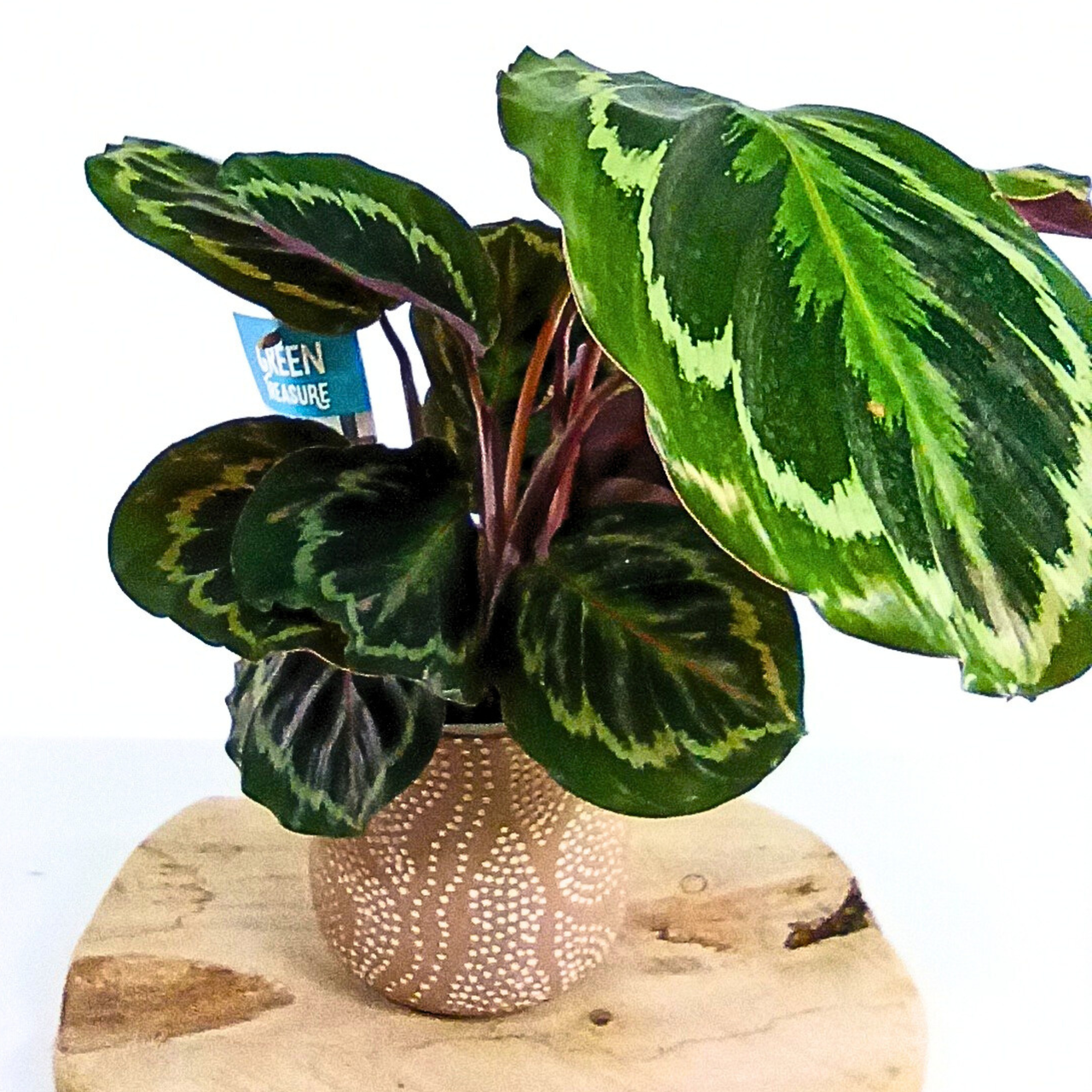 Kalatea Medalion Calathea C1,2