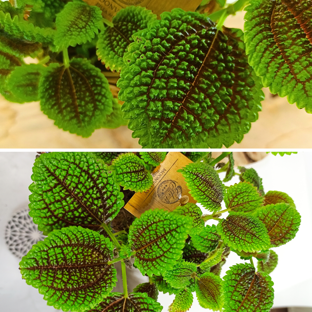 Pilea mollis Moon Valley C1,2