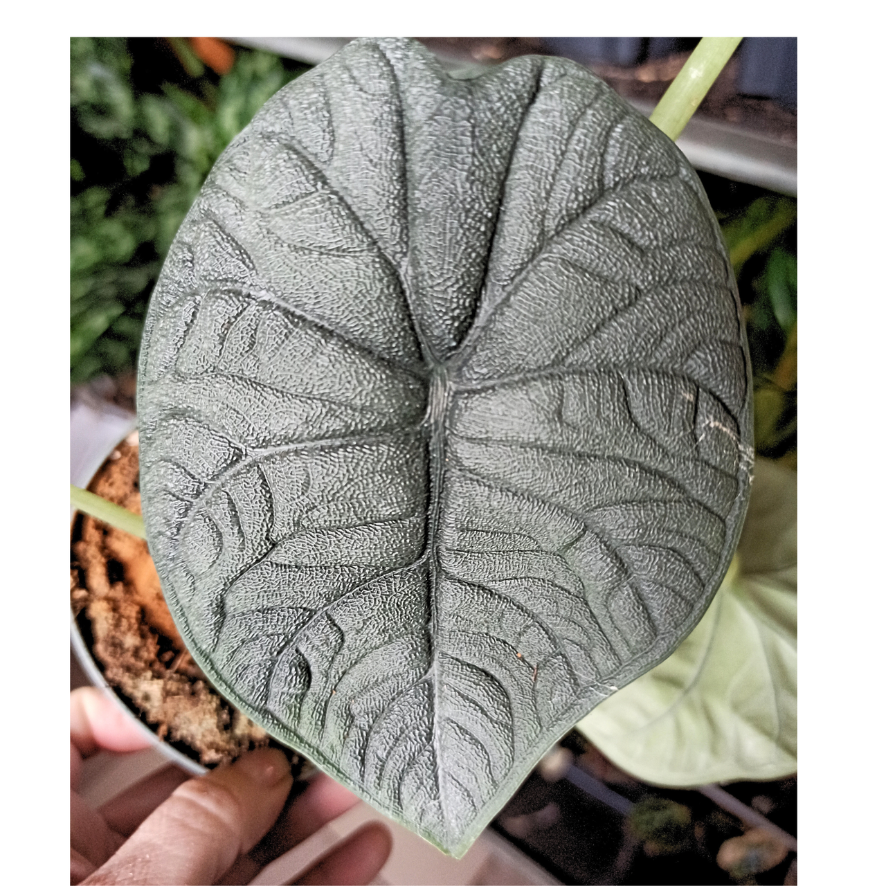 Aglaonema Peach Pearl C1,2