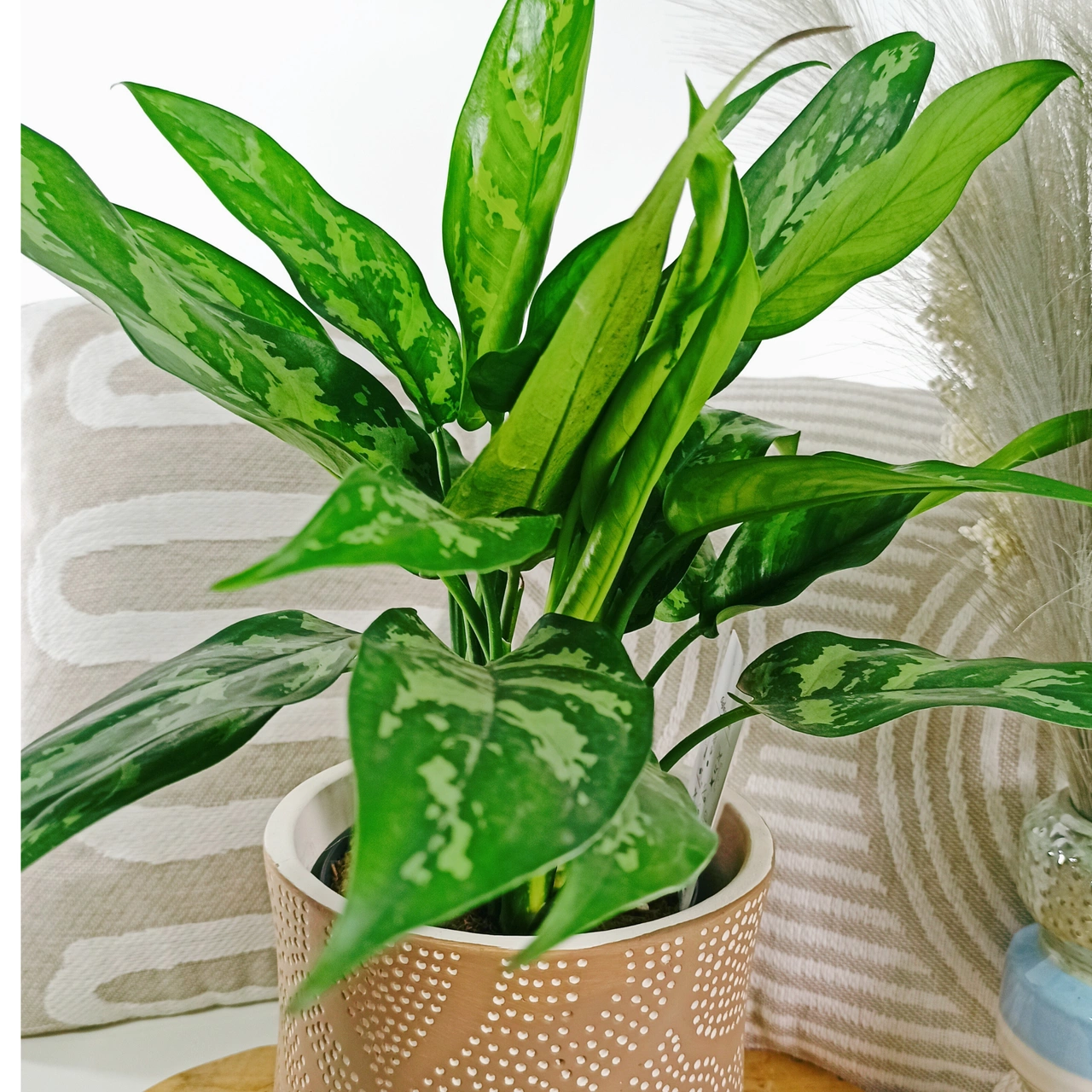 Aglaonema Maria C1,4