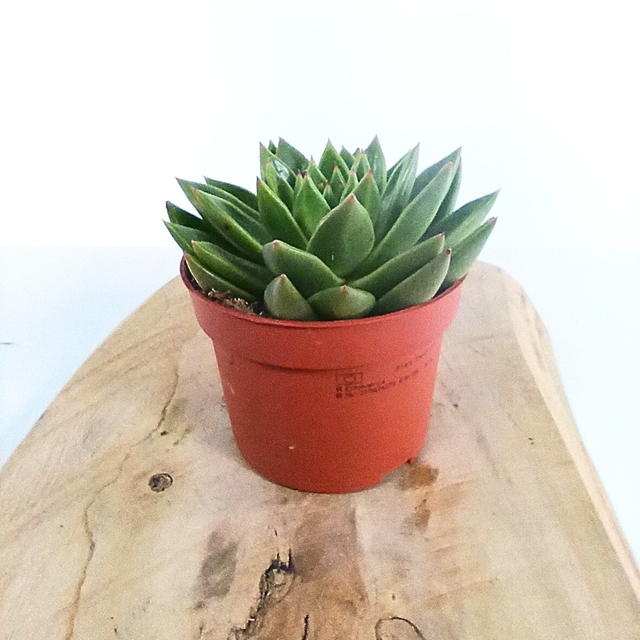 Eszeweria agavoides Echeveria C1,0