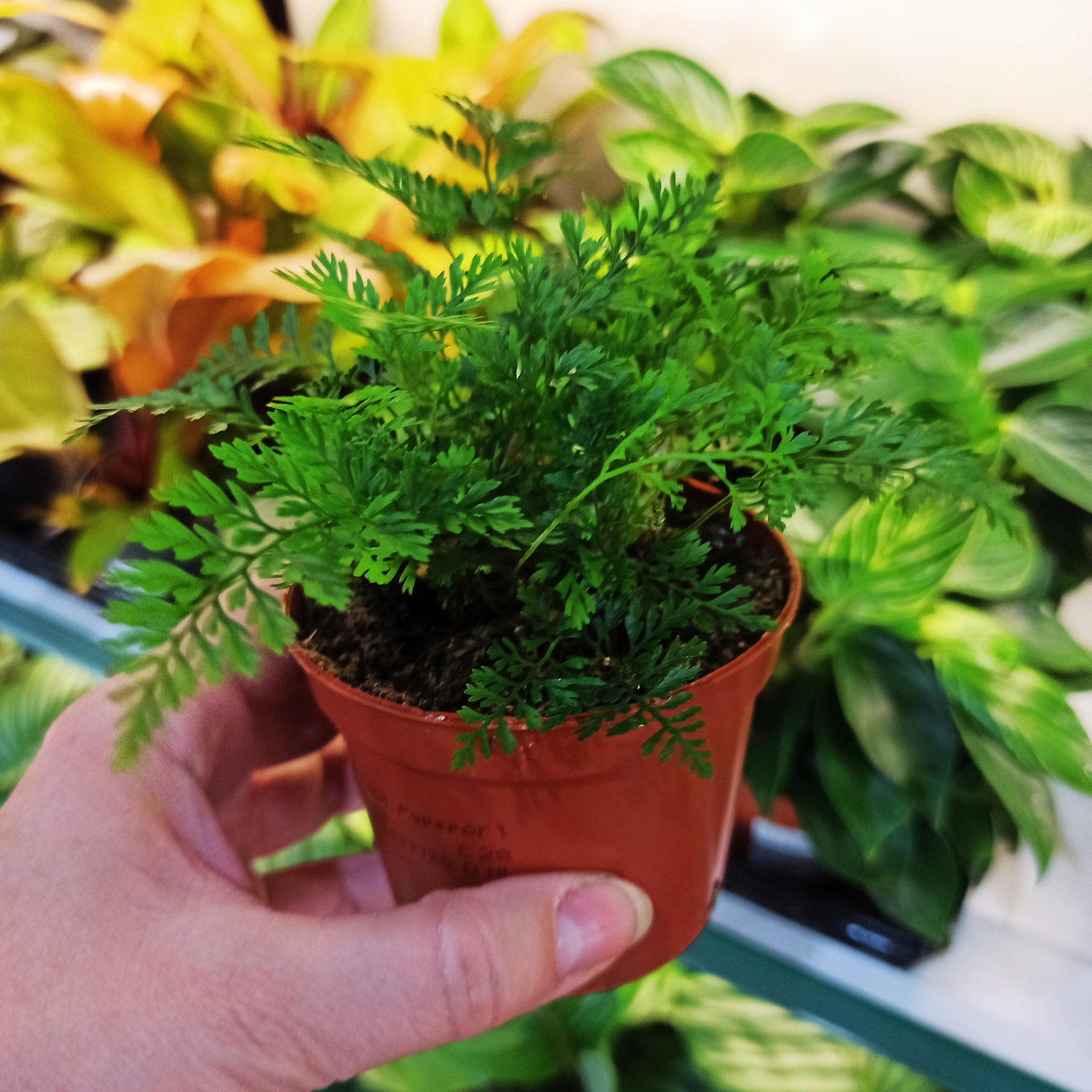 Aglaonema Peach Pearl C1,2