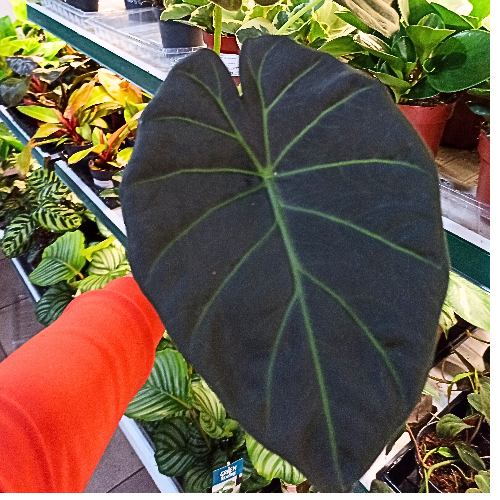 Alokazja Regal Shields Alocasia C1,2