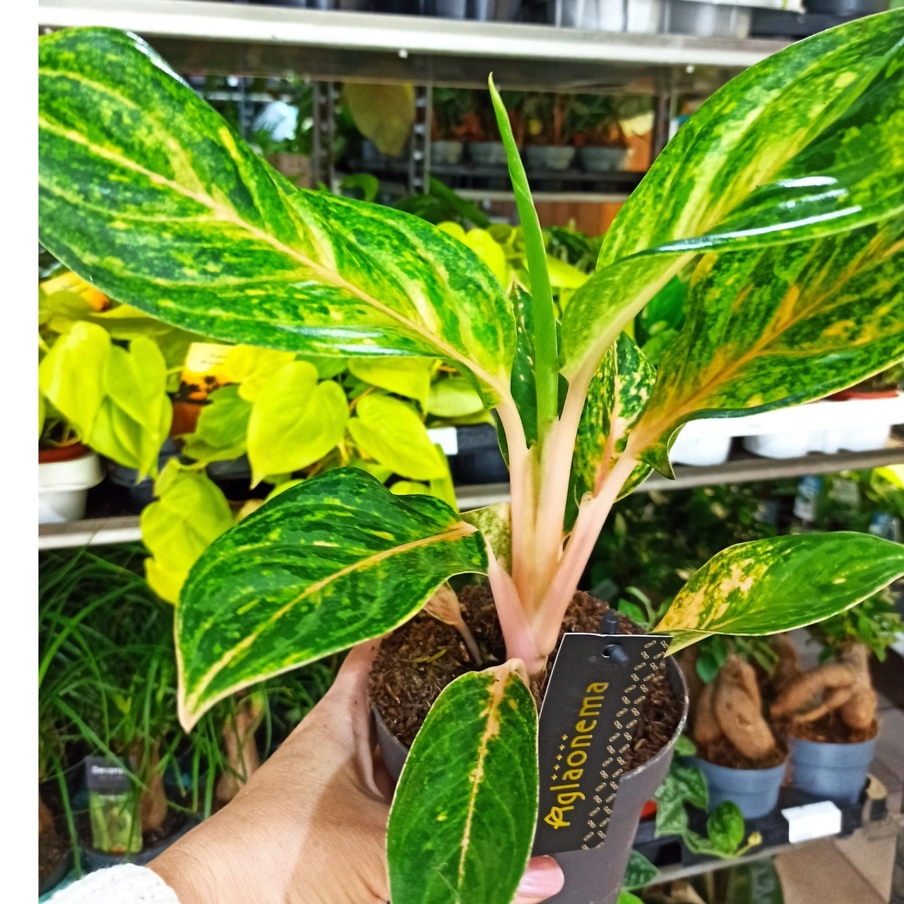 Aglaonema Peach Pearl C1,2