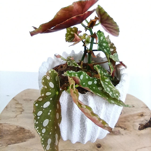 Begonia maculata Wighii C1,2