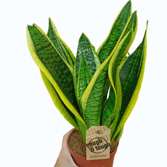 Sansewieria Futura Superba Sansevieria C1,2