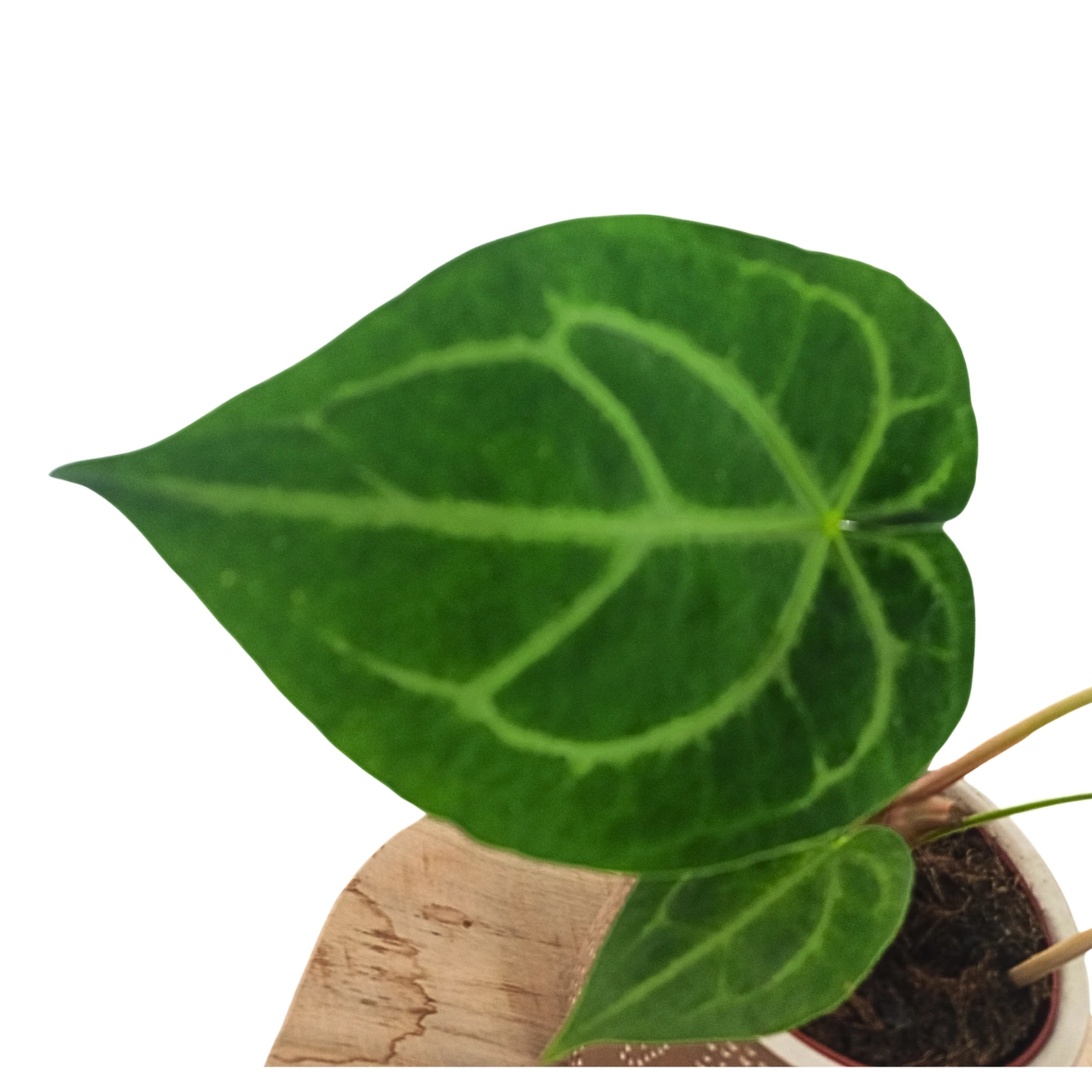 Anthurium Magnificum C1,2