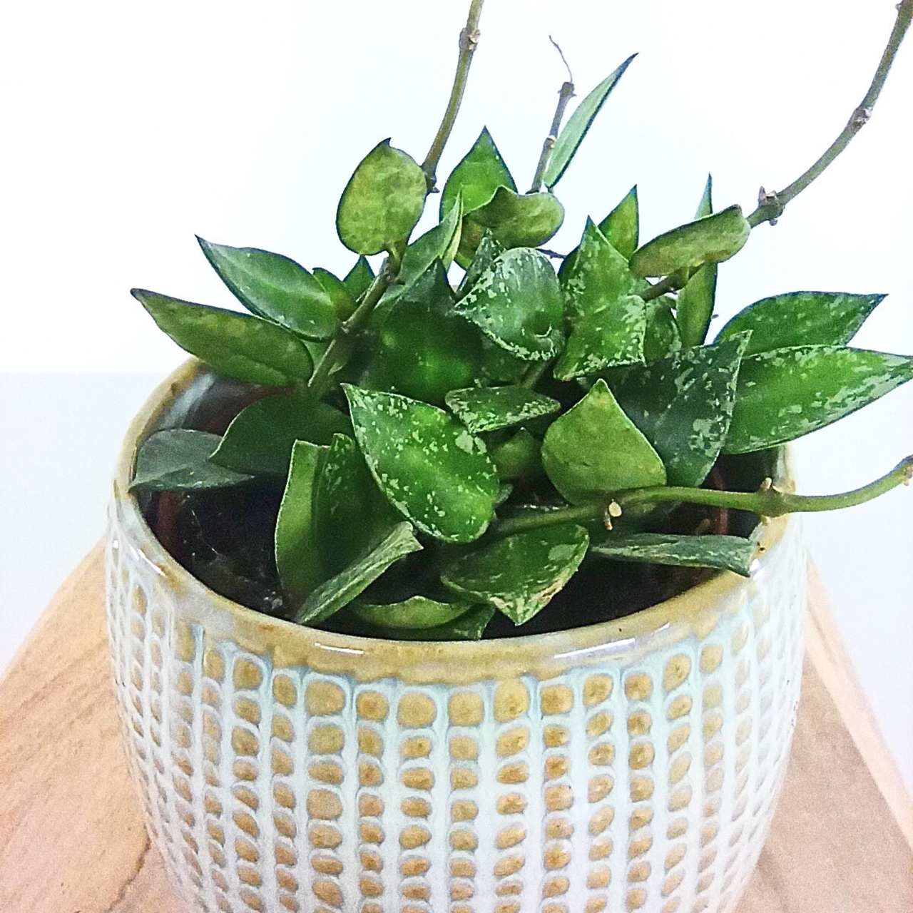 Hoya krohniana Splash C0,9