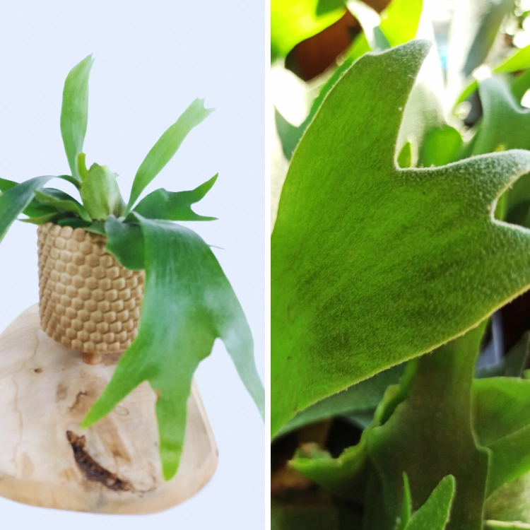 Aglaonema Peach Pearl C1,2