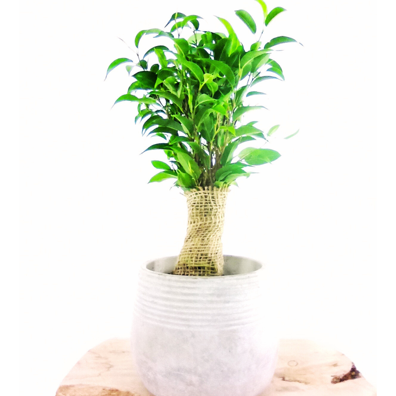 Fikus benjamina Ficus Benjamin C1,2