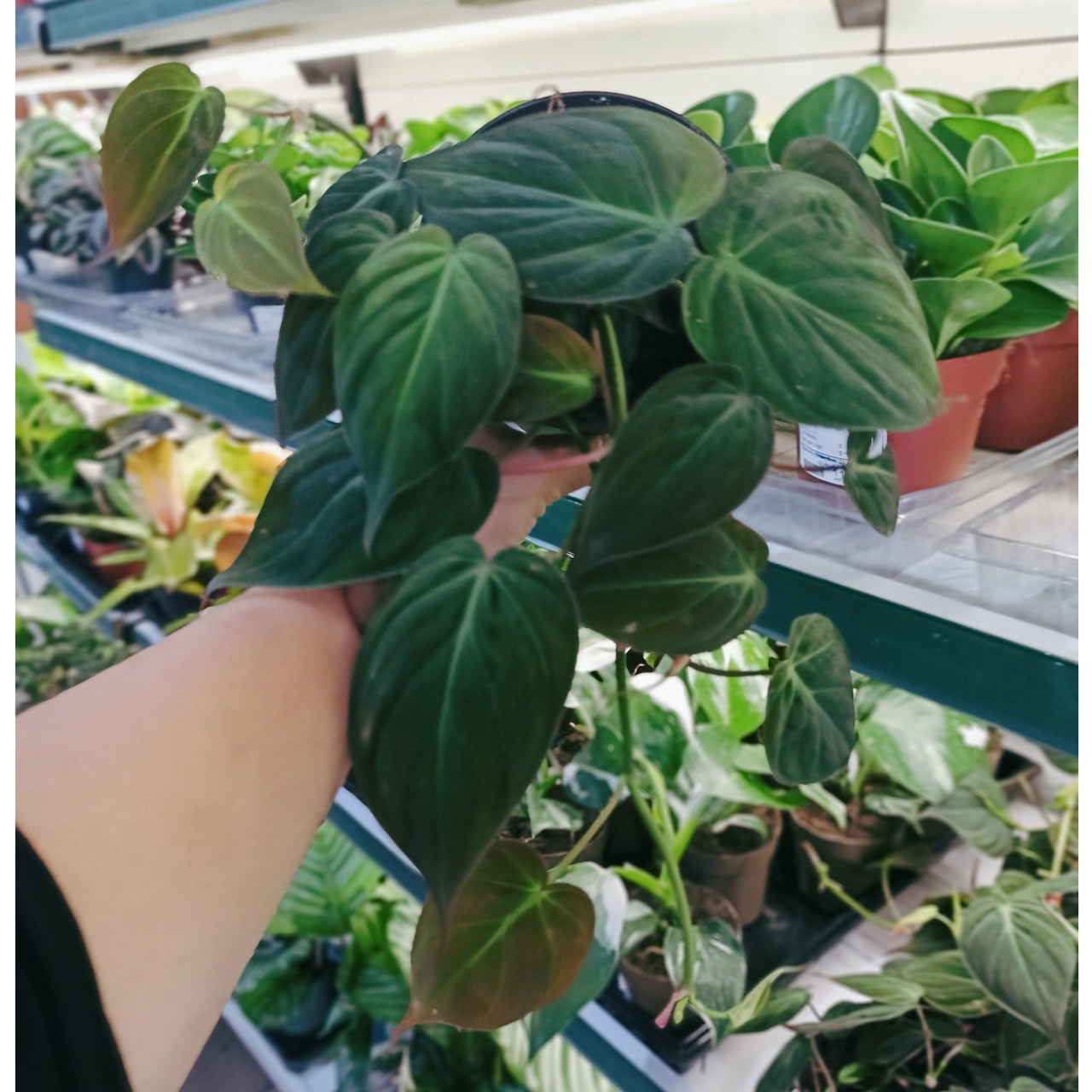 Philodendron Scandens Micans C1,2