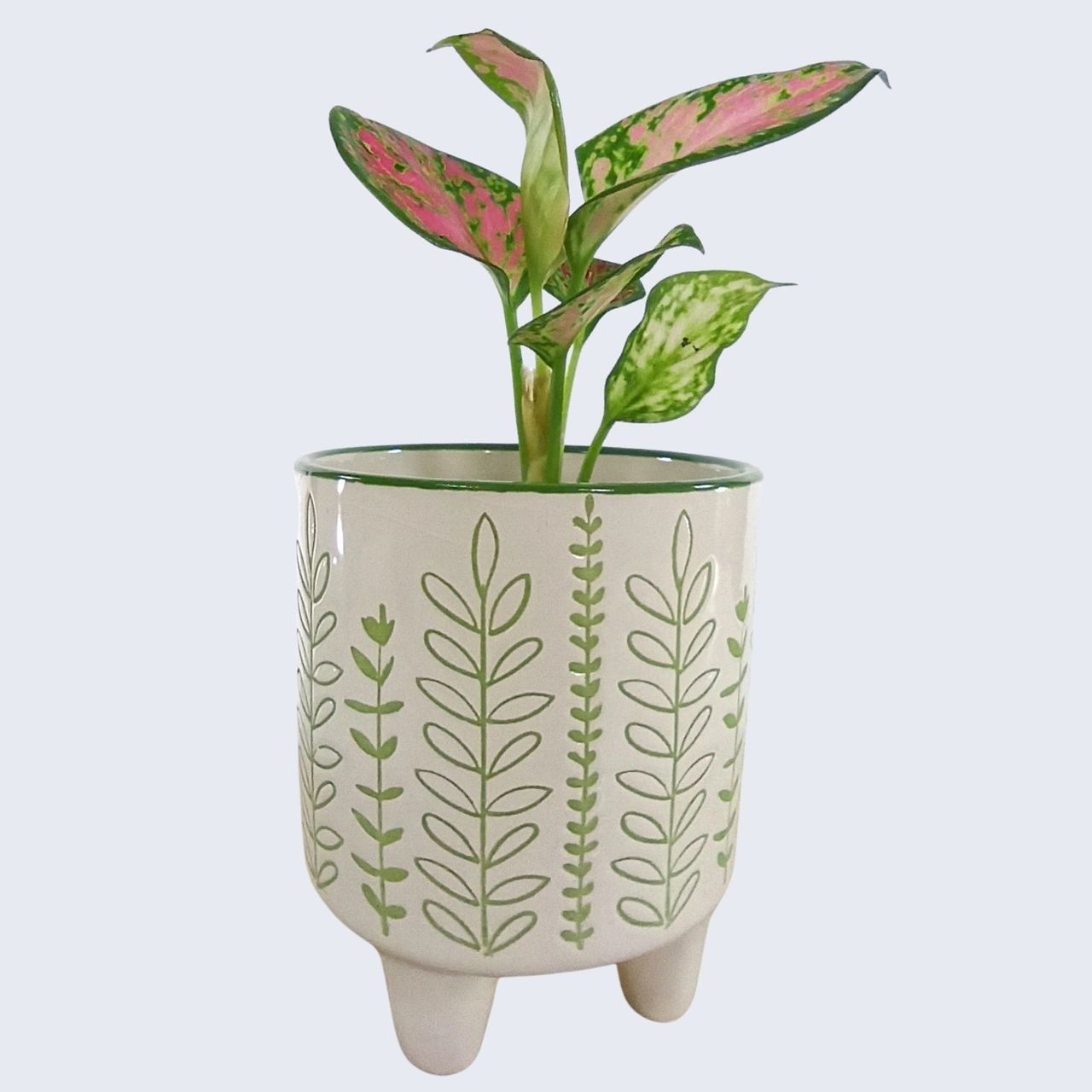 Aglaonema Red Zircon C0,6