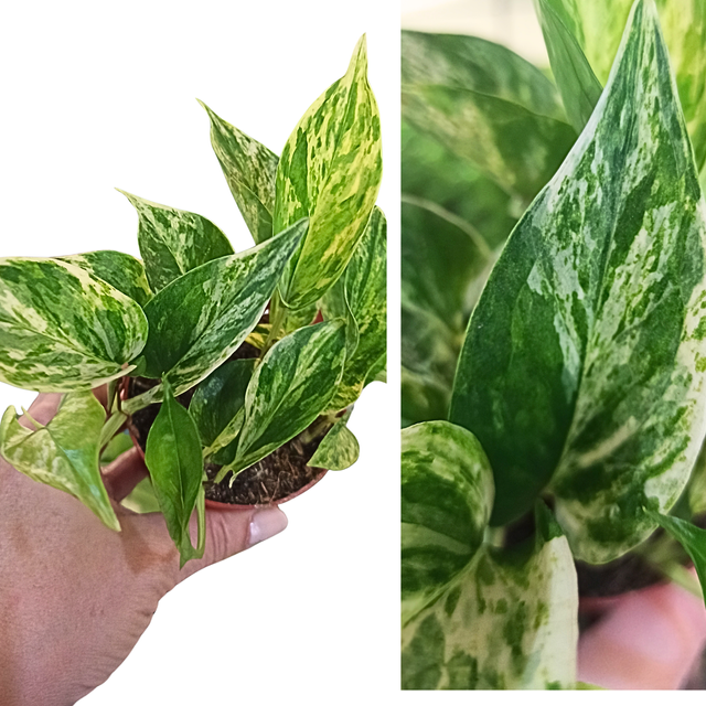 Epipremnum Marble Queen C0,9