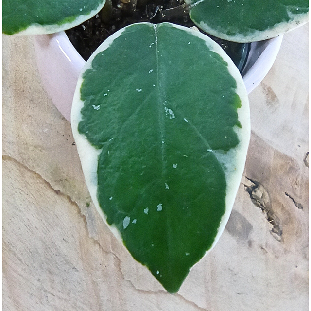 Hoya Flamingo Dream C0,6