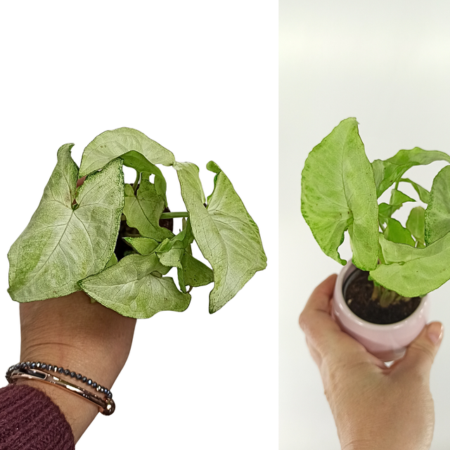 Aglaonema Peach Pearl C1,2