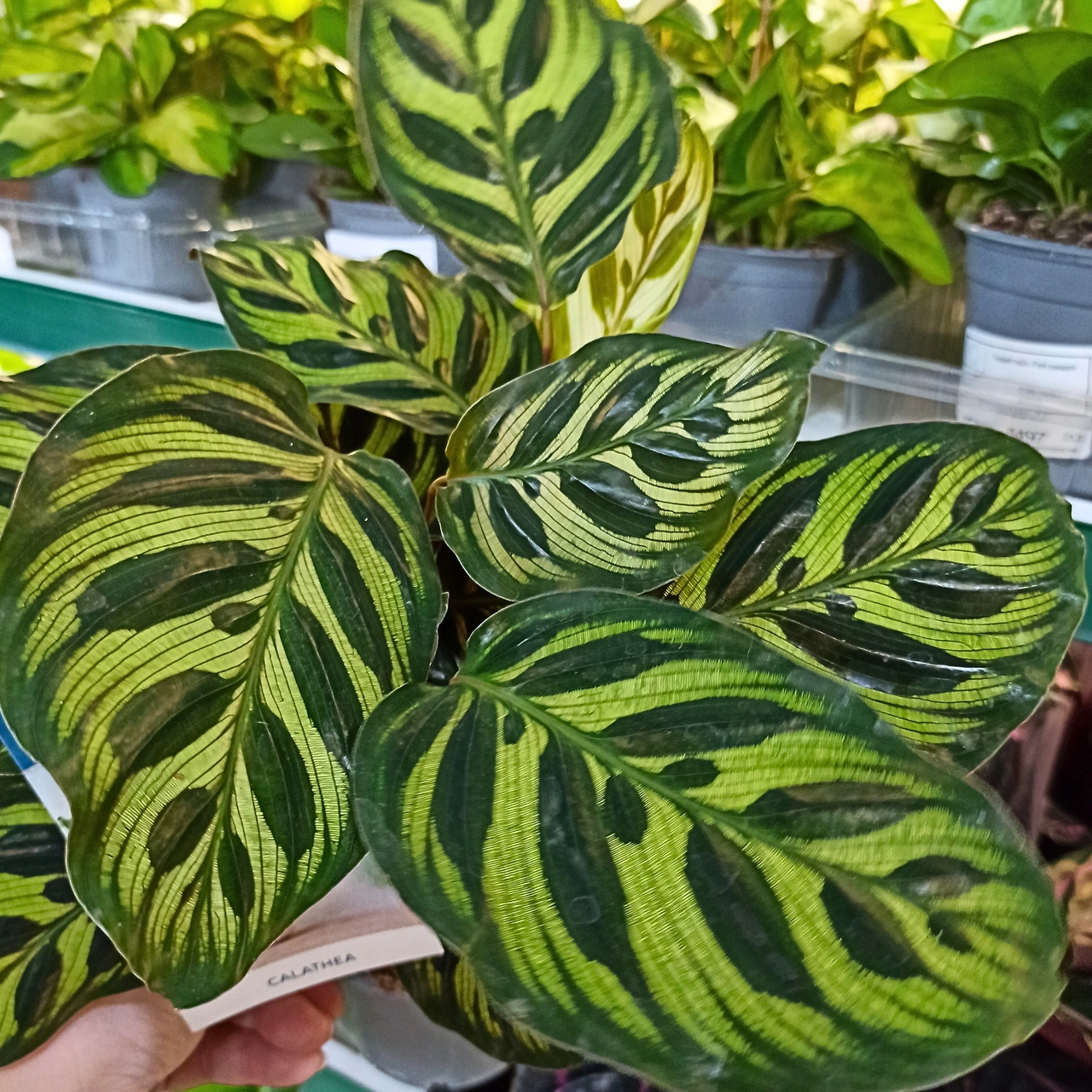 Calathea Makoyana C1,2