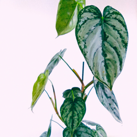 Philodendron brandtianum C1,2