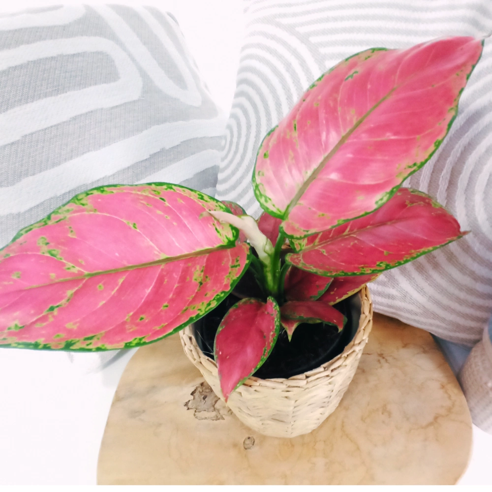 Aglaonema Peach Pearl C1,2