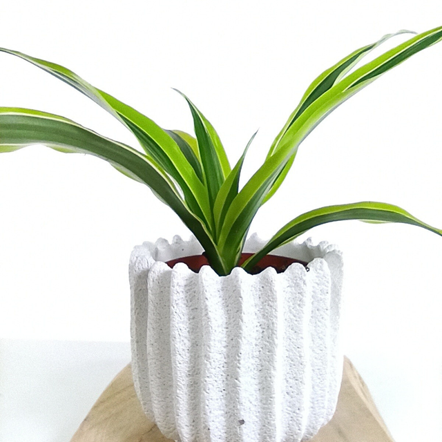 Dracaena Lemon Lime C1,2