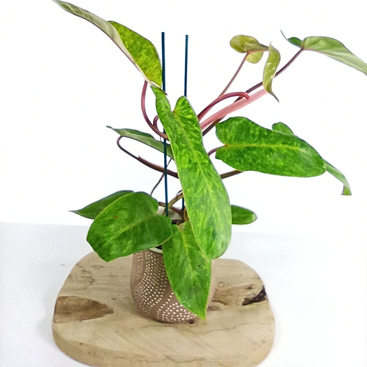 Philodendron Painted Lady C1,2