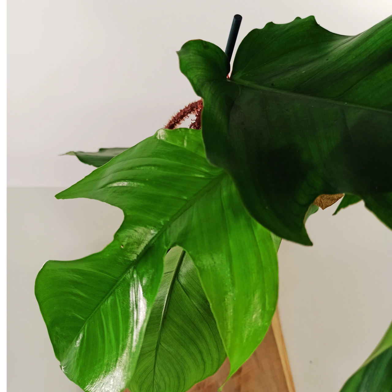 Philodendron squamiferum C1,2