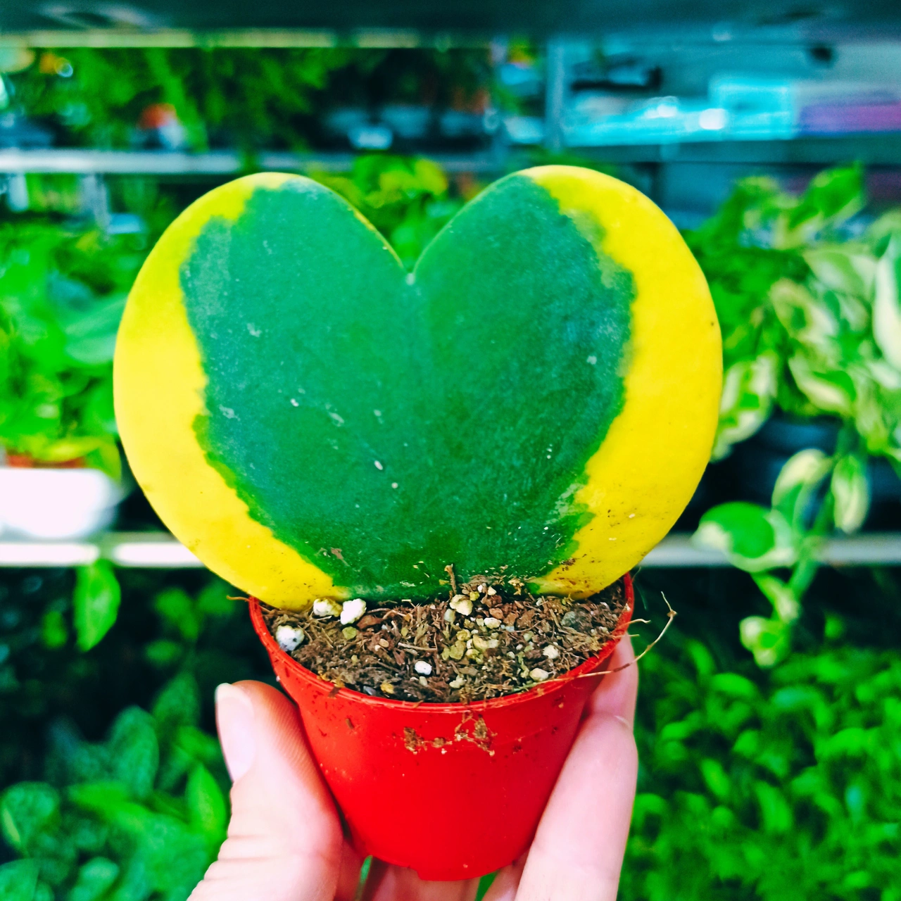 Aglaonema Peach Pearl C1,2