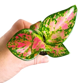 Aglaonema Red Zircon C0,6