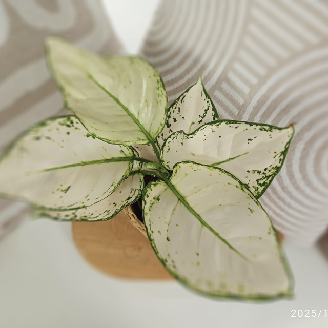 Aglaonema White Joy C1,2