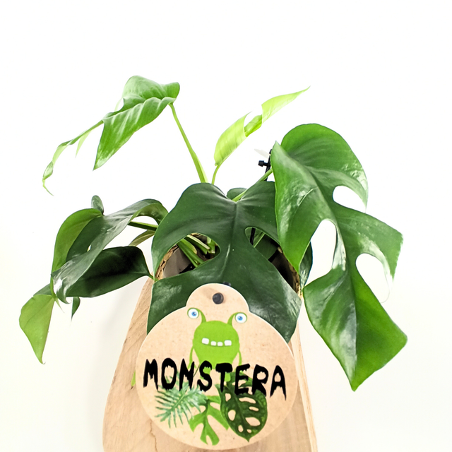 Monstera Minima C1,2