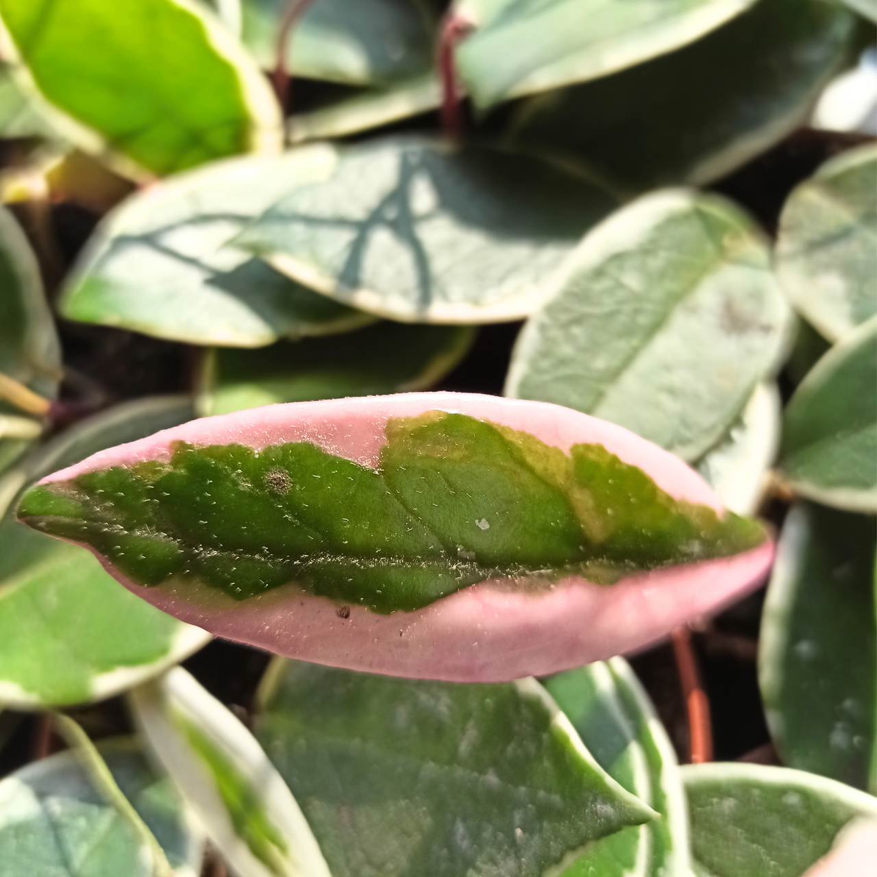 Aglaonema Peach Pearl C1,2