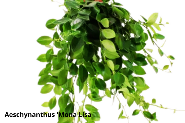 Aeschynanthus Mona Lisa C1,2