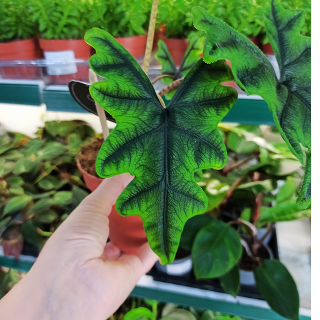 Aglaonema Peach Pearl C1,2