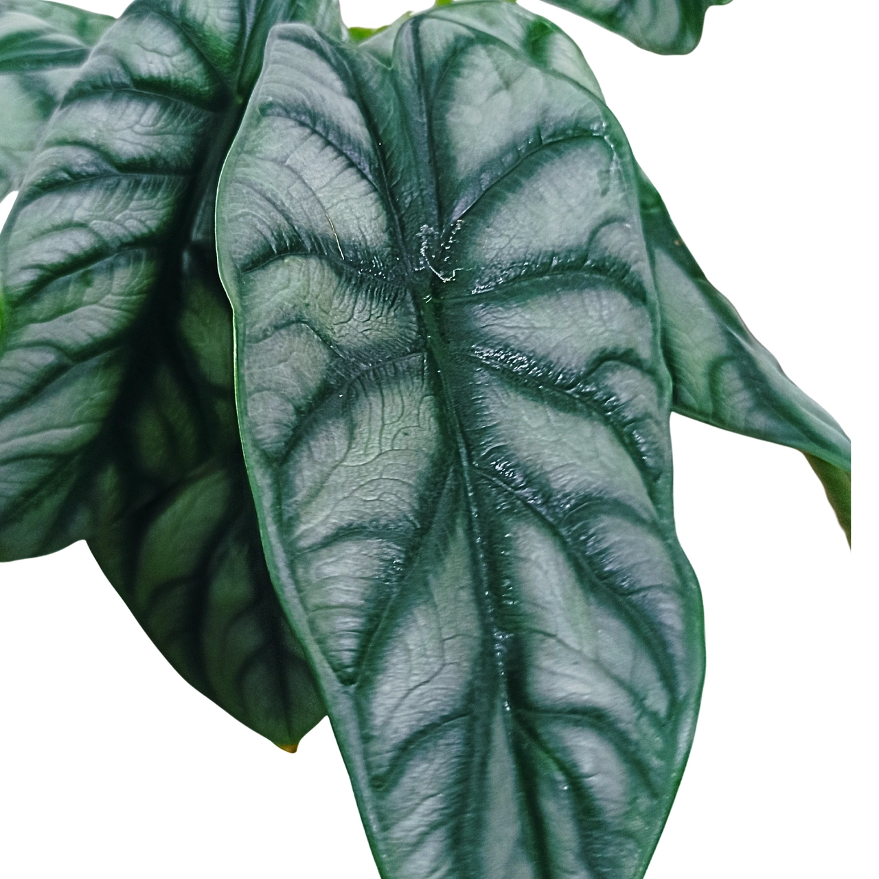 Aglaonema Peach Pearl C1,2