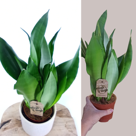 Sansewieria Moonshine Sansevieria trifasciata C1,2
