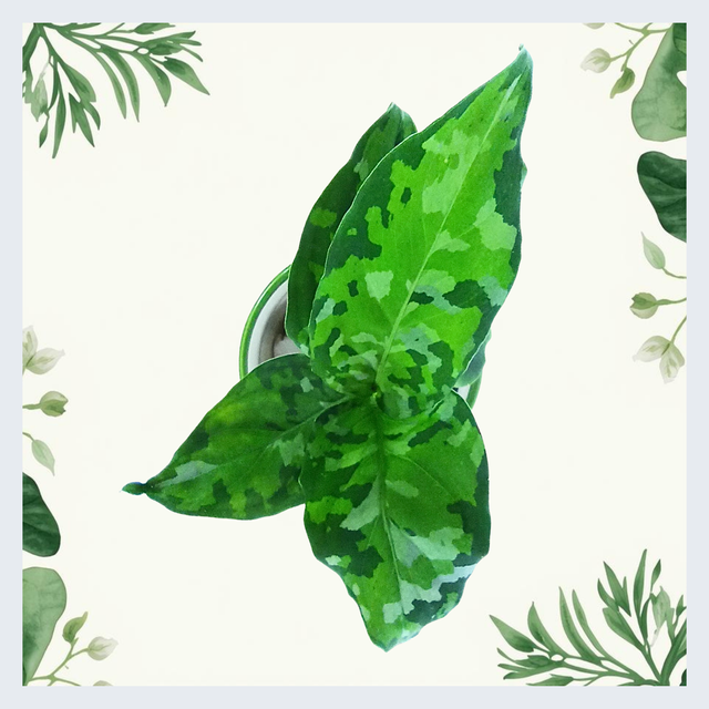 Aglaonema Pictum Tricolor C0,6