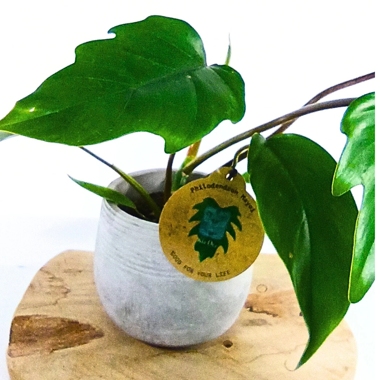 Philodendron Mayoi C1,2