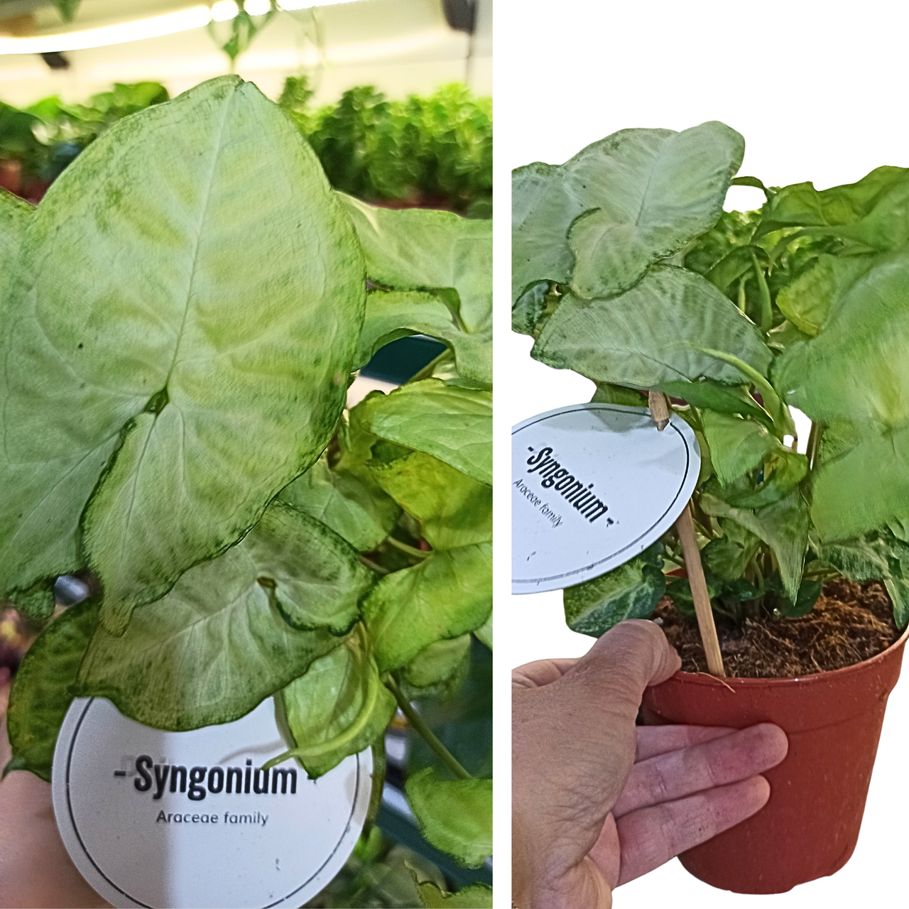 Syngonium White Butterfly C1,2