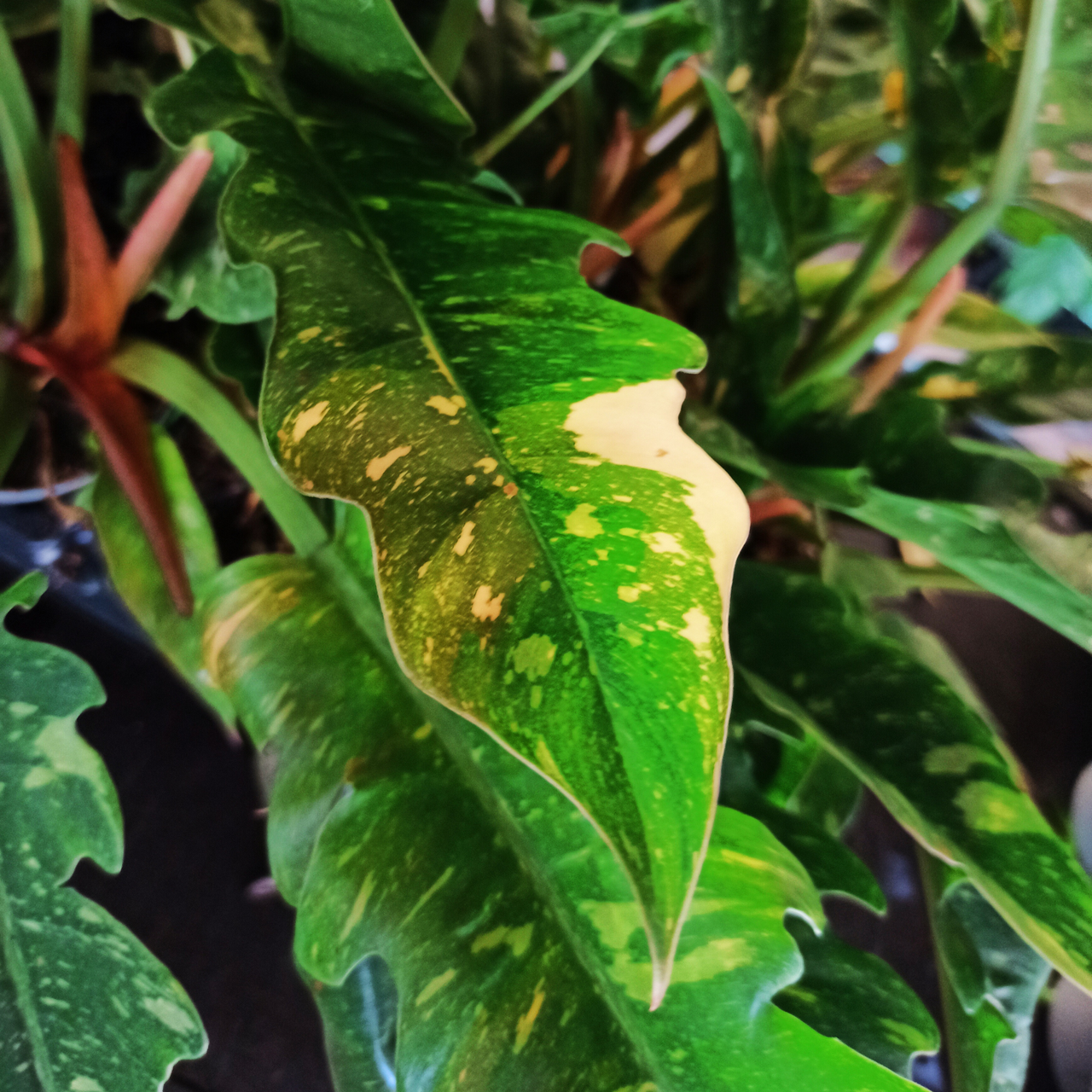 Philodendron Ring of Fire C1,2