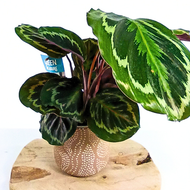 Kalatea Medalion Calathea C1,2