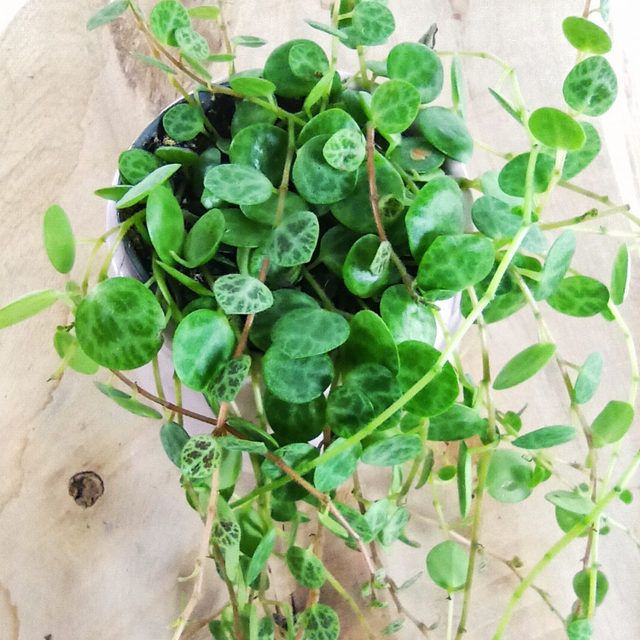 Peperomia prostrata C0,6