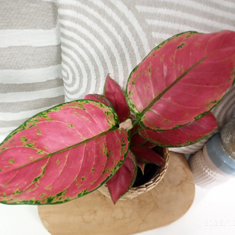 Aglaonema Peach Pearl C1,2