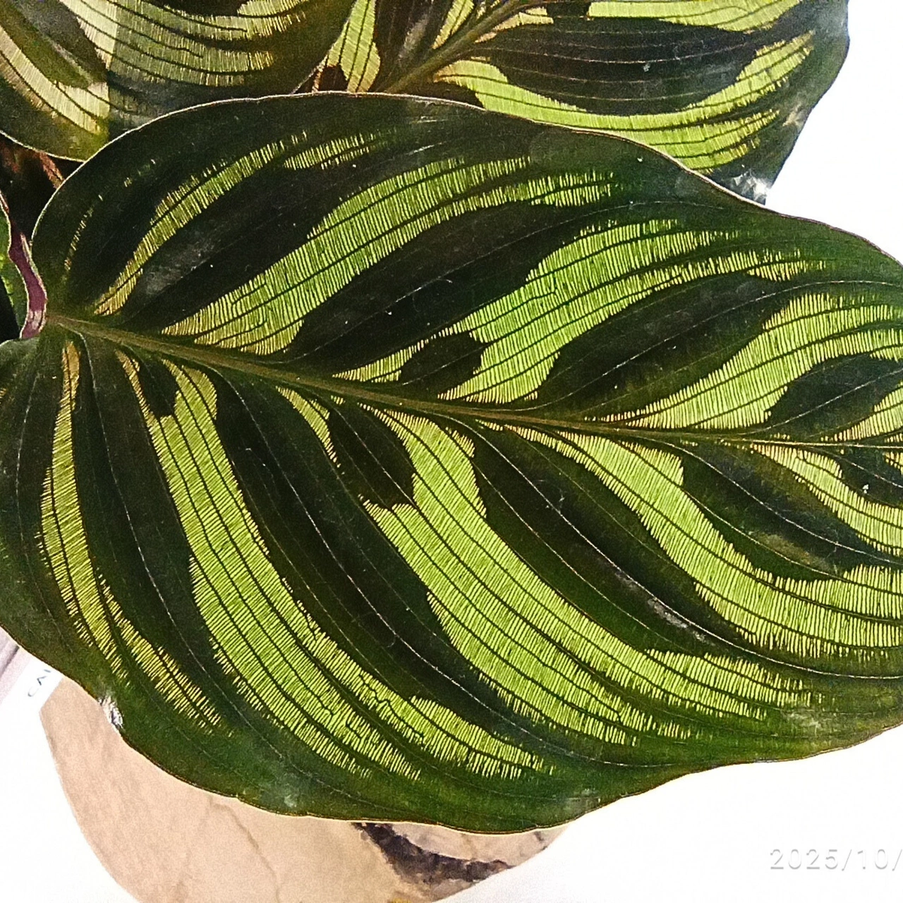 Calathea Makoyana C1,2