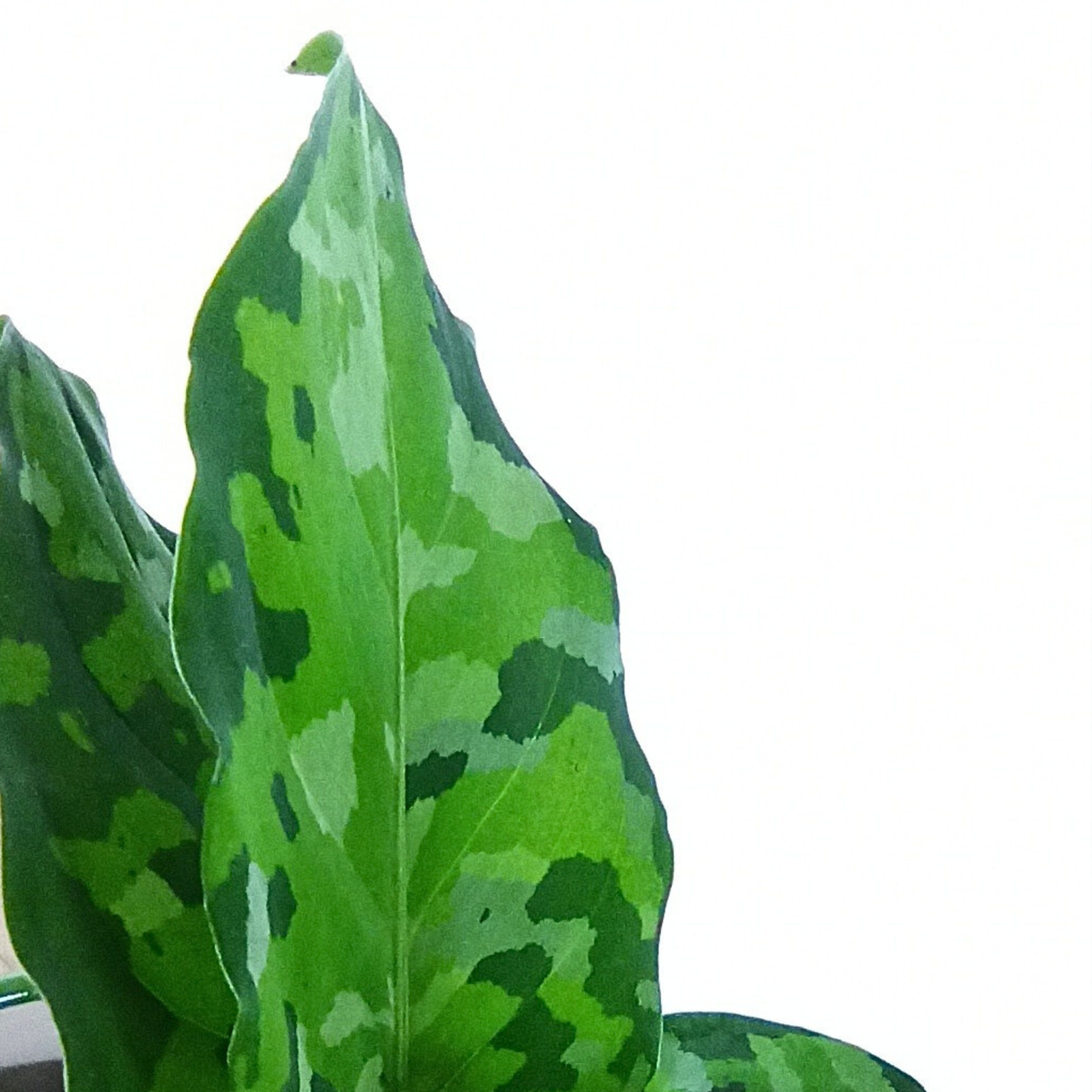 Aglaonema Pictum Tricolor C0,6