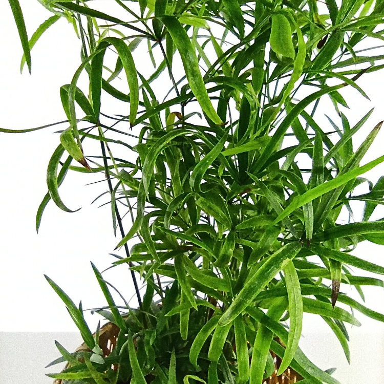 Asparagus Falcatus C1,2