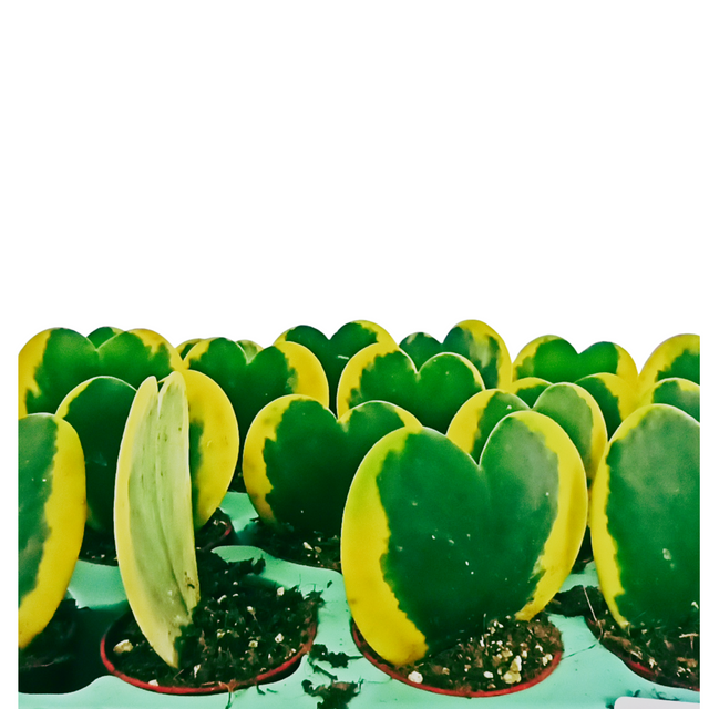 Aglaonema Peach Pearl C1,2