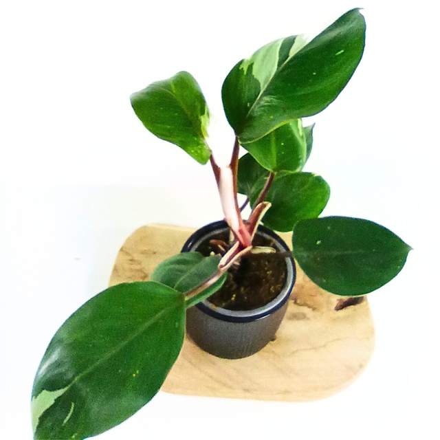 Philodendron White Knight C1,2
