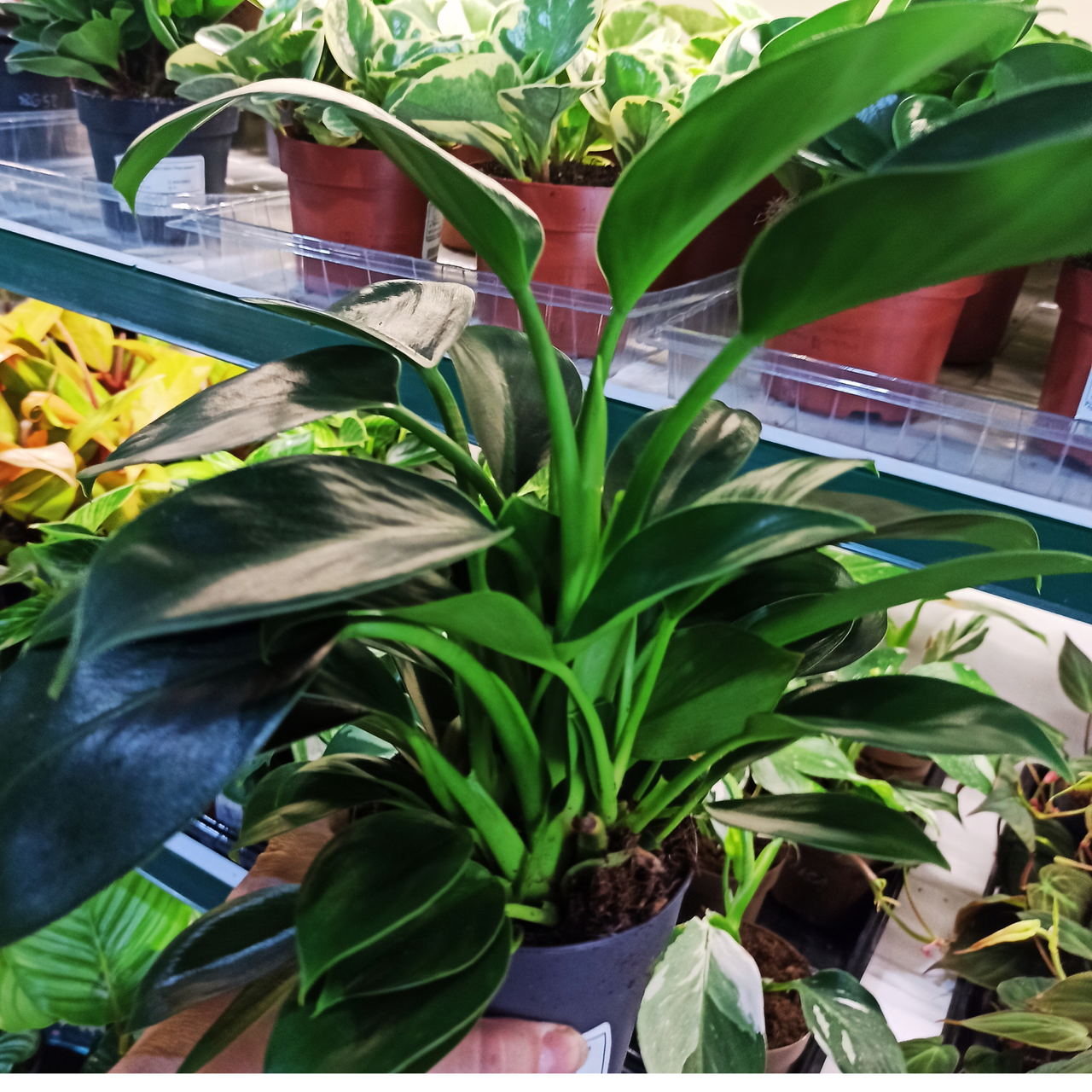 Philodendron Green Princess C1,0