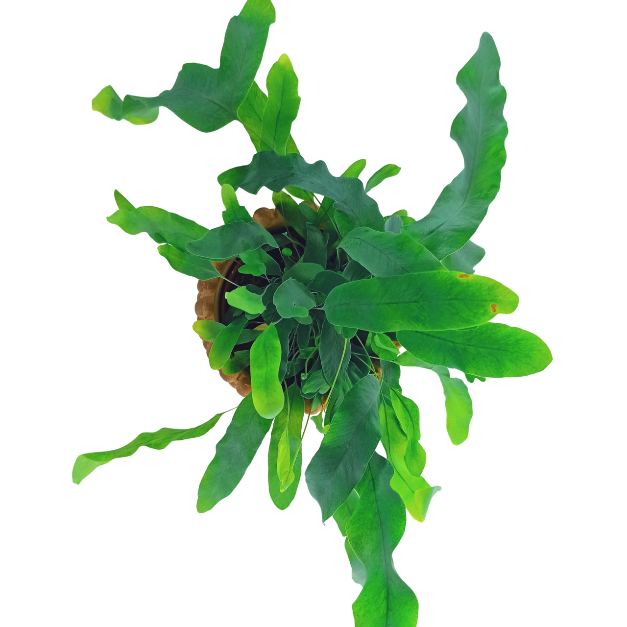 Paproć Phlebodium aureum Blue Star C0,9