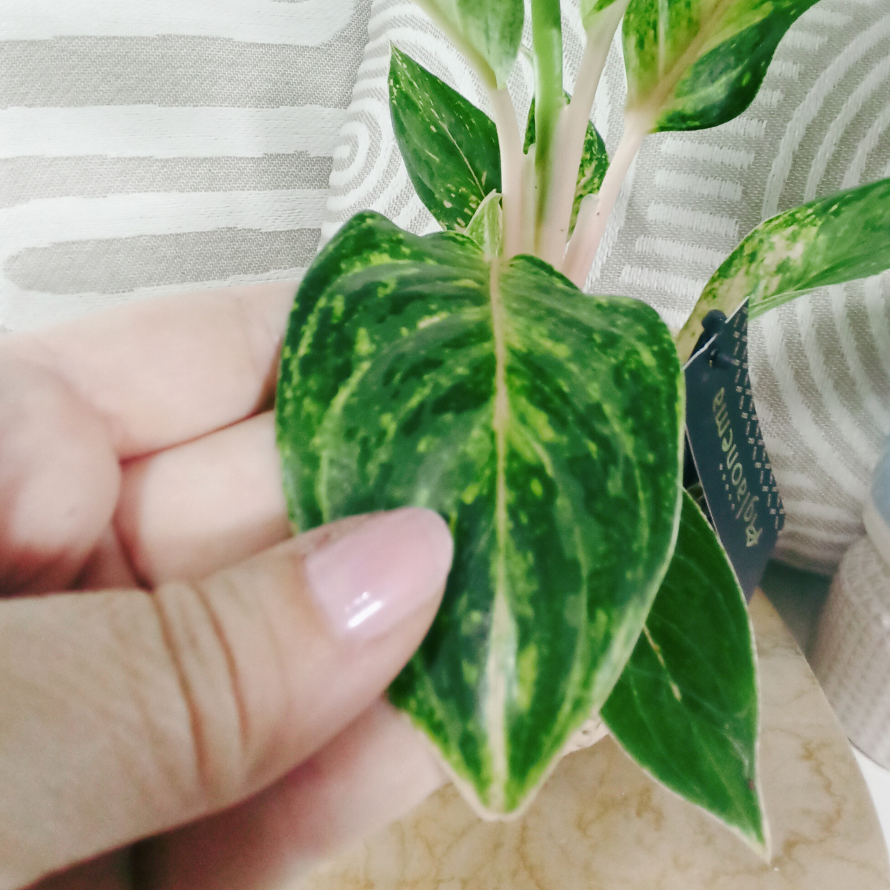 Aglaonema Peach Pearl C1,2